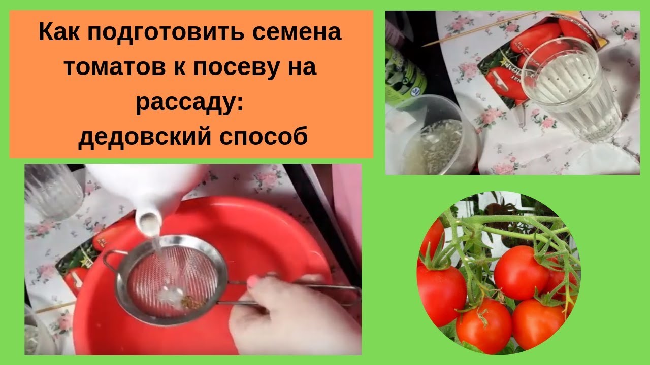 Подготовка семян помидор к посадке на рассаду. Как подготовить семена томатов. Подготовка семян томатов к посеву. Как подготовить помидоры к посадке. Как подготовить семена томатов к посеву на рассаду.