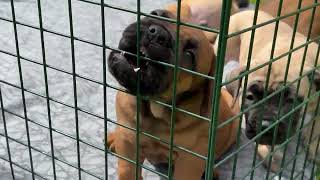 Boerboel Puppies Just 6 Weeks Old