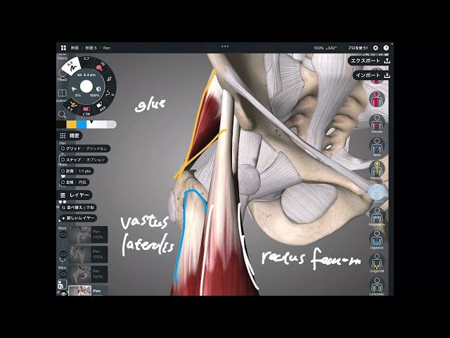 Anatomy of hip ligaments and relationship with muscles class=