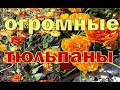 Тюльпаны Цветы Москвы #Shorts