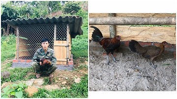 Gà Rừng Rặc Nuôi Từ Trứng Lên Thả Ra Chuồng Mới Của Kênh Núi Rừng Tv