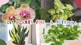 12 Best plants for the bedroom .plants for your bedroom #home