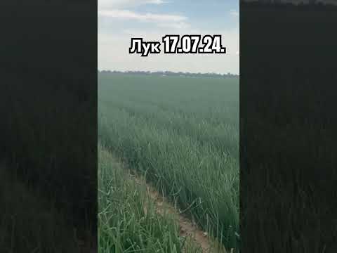 Море луковое. 100