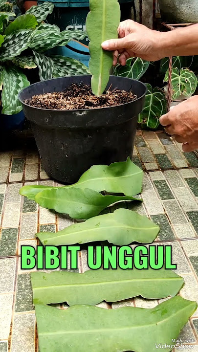 Bibit pohon Bunga WIJAYA KUSUMA PREMIUM ♥️