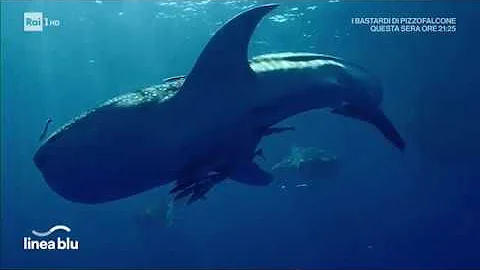 Quali squali sono mammiferi?