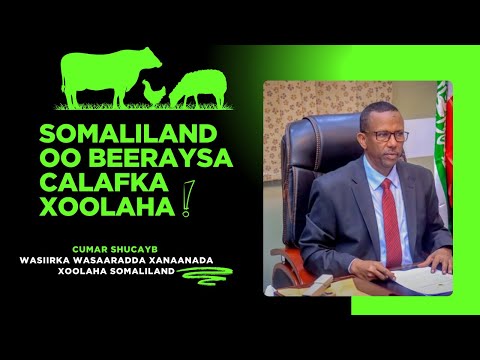 Somaliland Oo Bilowday Beerista Calafka Xoolaha Mustaqbalka Dhaqaalaha Beeraha