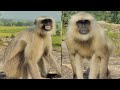 Stunning Jungle Footage of Playful Langur Monkeys 🐒