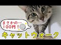 【DIY】100円で自作のキャットウォークを設置！猫の反応は…？