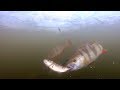 АТАКА ОКУНЯ НА ЖИВЦА | Подводная съёмка из-подо льда | Рыбалка