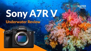 Sony A7R V Underwater Photo & Video Review