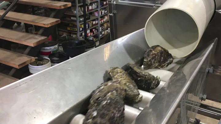 Sydney Rock and Pacific Oyster Grading line