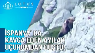 İSPANYA’ DA KAVGA EDEN AYILAR UÇURUMDAN DÜŞTÜ! Resimi