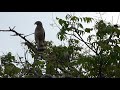 Paraulatas llaneras (Mimus gilvus) ahuyentando a un Gavilán habado (Rupornis magnirostris)