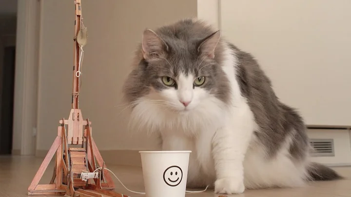 Video 284651: norwegian forest cat, tabby white norwegian, norwegianforestcat cat, blue tabby white, cat playing