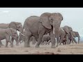Baby Elephant Gets Left Behind and Learns an Important Lesson | 4K UHD | BBC Earth