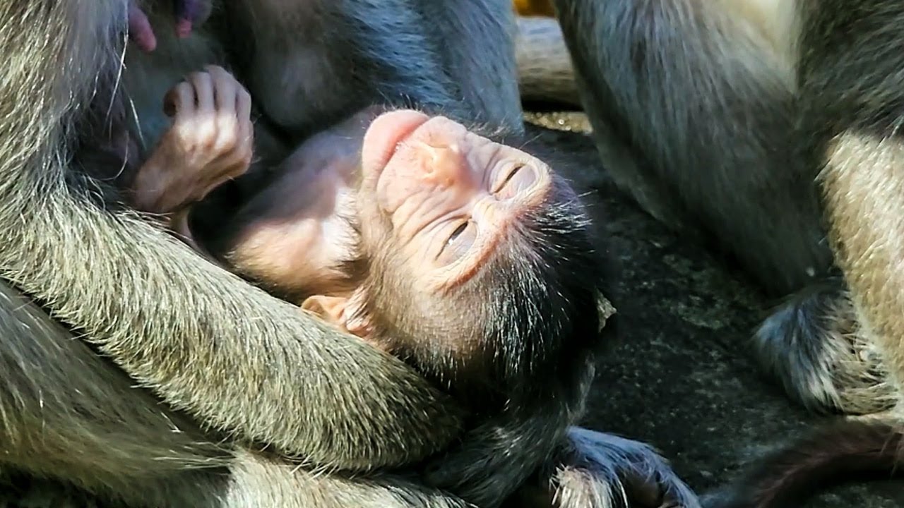 With Heartwarming, monkey Dakota let new baby relaxing with sunshine in the morning so good