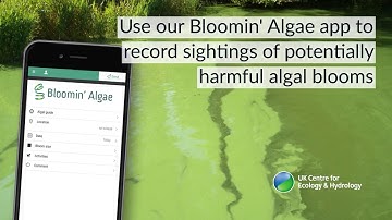 Bloomin Algae and reporting harmful algal blooms