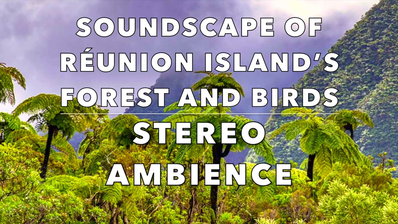 Soundscape of Réunion Island’s Forest – Endemic Birds/Distant Wild Roosters (ORTF Stereo Recording)