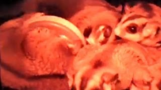 Sugar glider rolls over meal worm puck