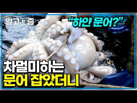 “850,000 Won per Octopus” Catching a Giant Octopus Isn’t the End? | A Fierce Battle to Relocate S...