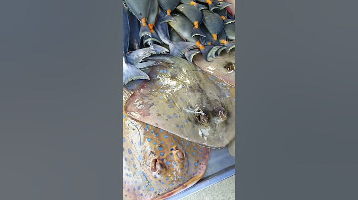 Do you Eat StingRay?#stingray #satisfying #shorts #short