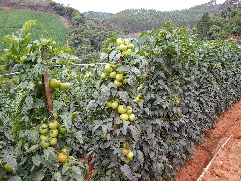 Vídeo: Tomato Raja: descrição da variedade, características, características de cultivo, comentários