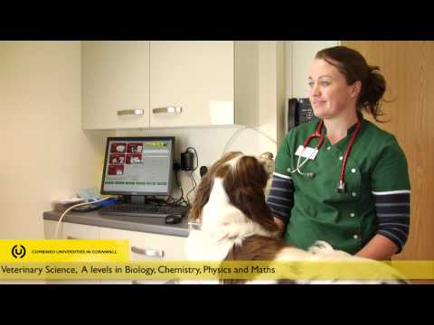 What&rsquo;s a career as a Veterinary Surgeon like?