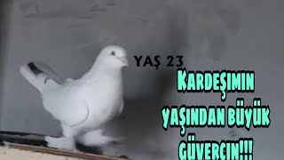 Bölüm 2 İlk Defa Gördüğüm 23 Yaşında Bir Van Kuşu Saim Kızıltaş Ve Ailesinin Kümesinden