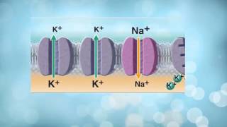 A&P 1: Neuron Membrane Physiology- Part 1 Resting Membrane Potential