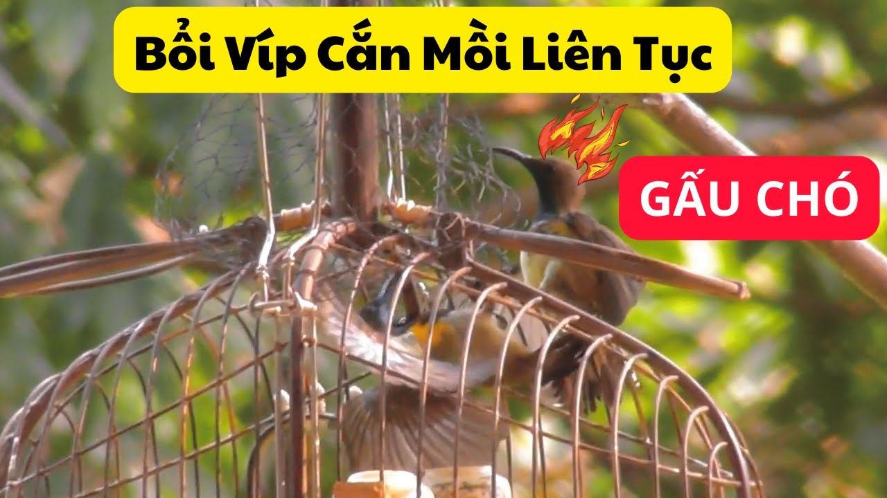Bẫy Đấu Chim Hút Mật 5 Màu Bụng Trắng Cực Hay