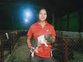 Pig Farming in Manipur: Keithellakpam Piggery Farm