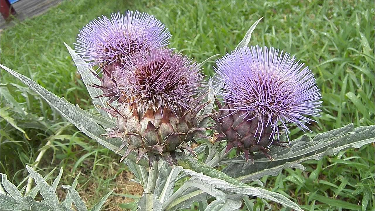 Free Images : flower, purple, natural, botany, flora, wildflower, macro photogra