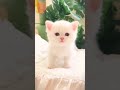 meo meo meowing 💕😘💕 kitten 🐾 dance #cat #cute #dance #kitten #catlover #catvideos #catshorts #shorts