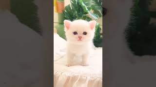 Download Lagu meo meo meowing 💕😘💕 kitten 🐾 dance #cat #cute #dance #kitten #catlover #catvideos #catshorts #shorts MP3 Download Lagu meo meo meowing 💕😘💕 kitten 🐾 dance #cat #cute #dance #kitten #catlover #catvideos #catshorts #shorts MP3