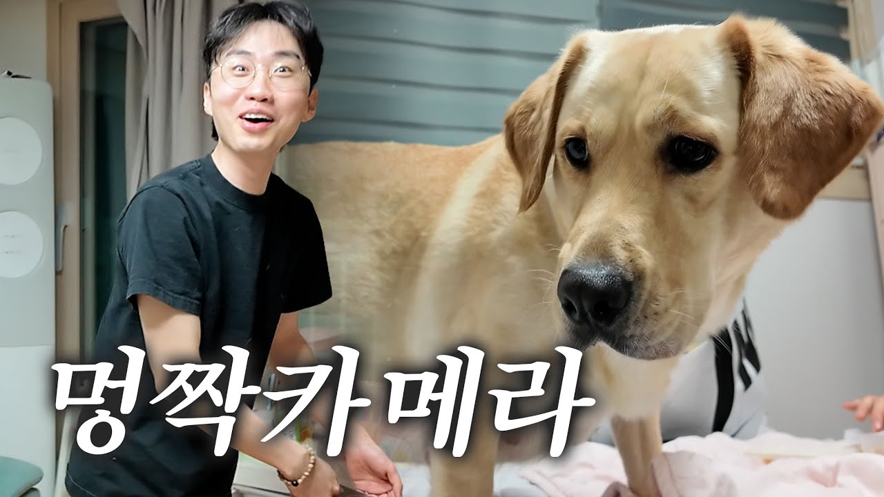 유기된 임신견 다다와의 첫 만남 