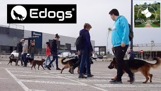 Grupal Edogs Abril 2024 - Psicología canina by Equilibradogs - Psicología Canina 136 views 8 days ago 1 minute, 32 seconds