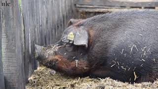 Венгерская мангалица: уникальная порода свиней свободного выпаса