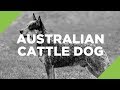 Australian Cattle Dog - The Ultimate Guide の動画、YouTube動画。