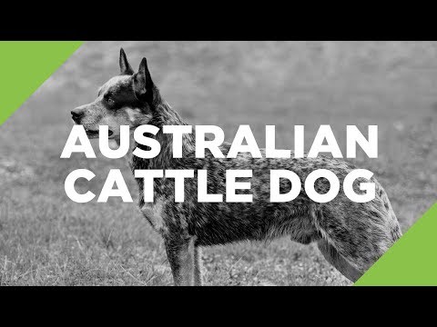 Australian Cattle Dog - The Ultimate Guide