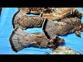 part 2 upper peninsula of Michigan grouse woodcock hunting