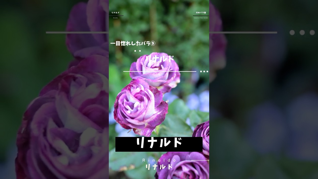 Rinaldo - June 21, 2026 - 12 Rose Varieties I Fell in Love With at