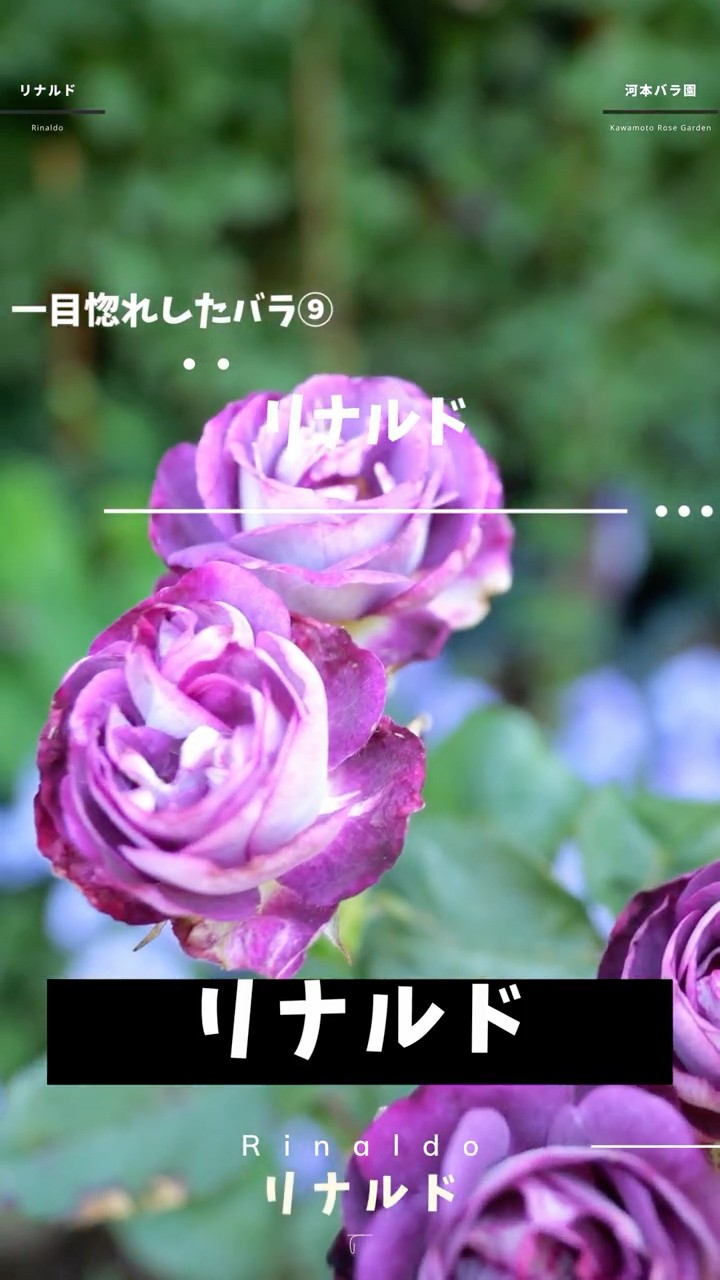 Rinaldo - June 21, 2026 - 12 Rose Varieties I Fell in Love With at