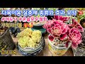 다육이용 살충제 종류와 효과 요약 🌿 | #메듀사 #온슬로우철화 | 구독자의 선물 🎁🥰 | #다육이분갈이 #다육이 #다육이살충제 #succulent #충킬 #다육이관리