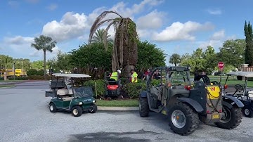 Replacing Palm That Died by Disease/Replacing Dead Trees/Buy Large Trees and Palms/The Tree Planters