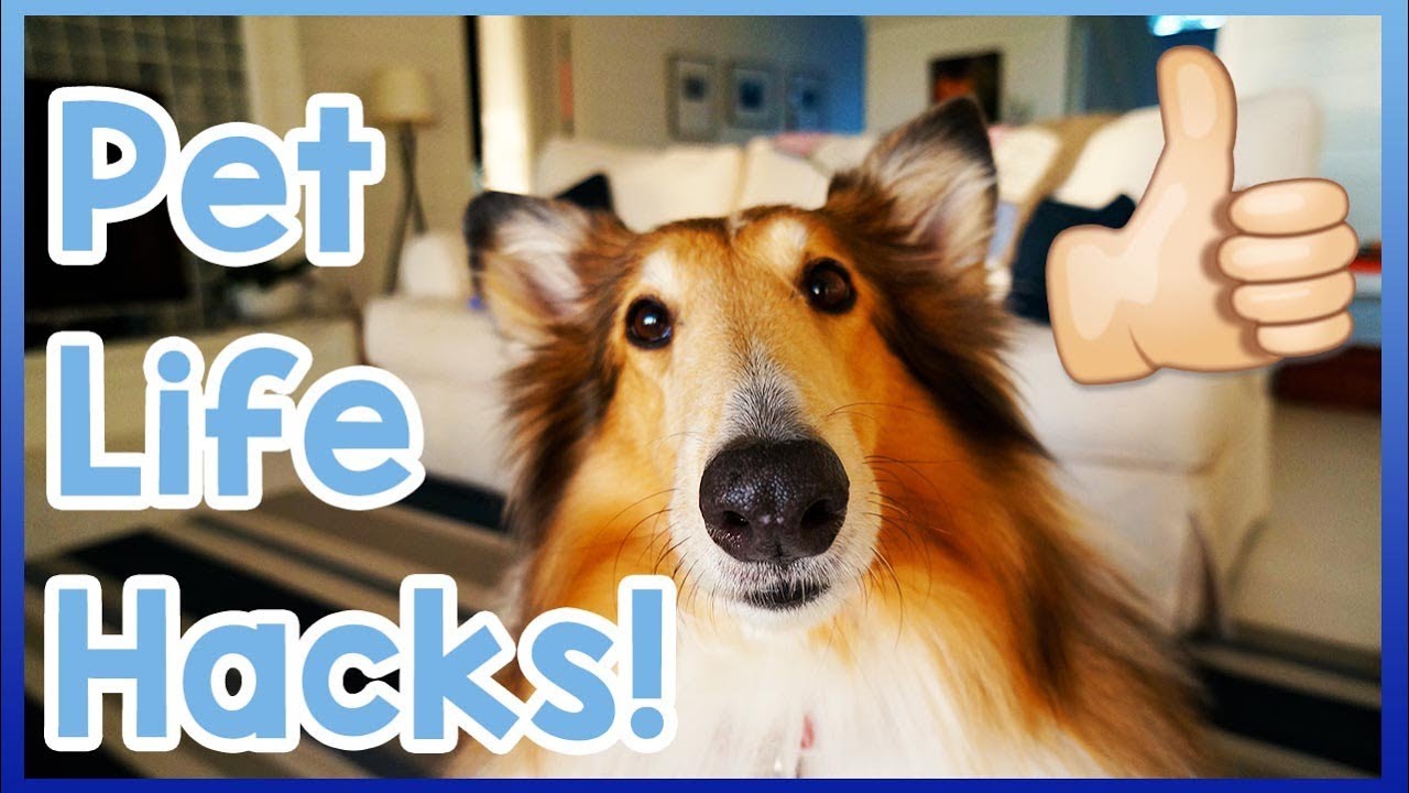 Pet Life Hacks Dogs! Top 5 Life Hacks for Dog Owners! YouTube