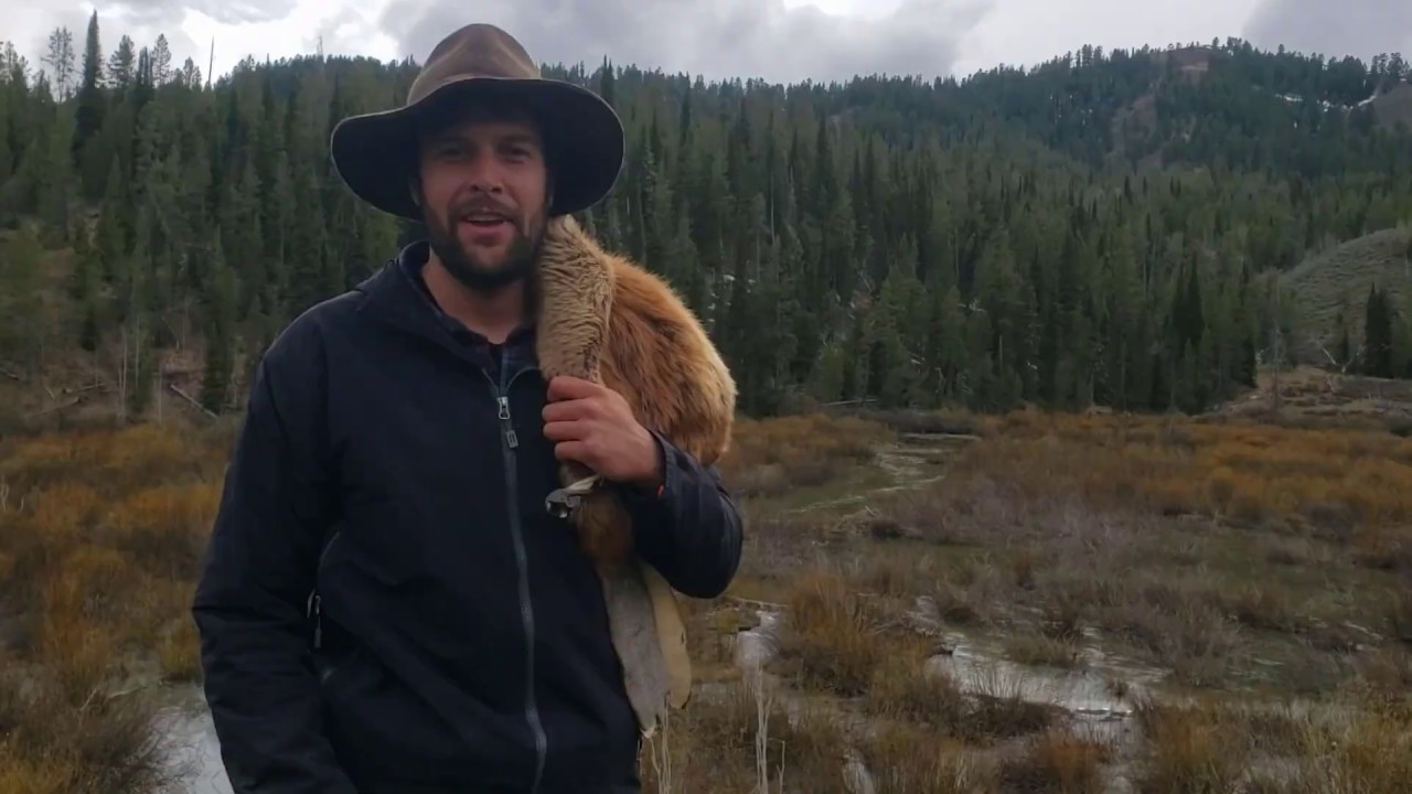 The North American Beaver: Nature's Engineers