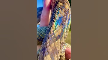 Insane Iridescence on this Scrub Python