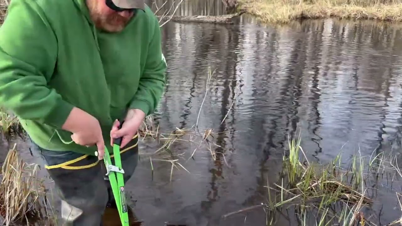 How to bait a beaver trap. #howtotrapbeavers. #howtobaitbeavers  #trappingbeaver 