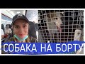 🇬🇷 🇷🇺  Как летать с собакой | Москва-Афины-Крит