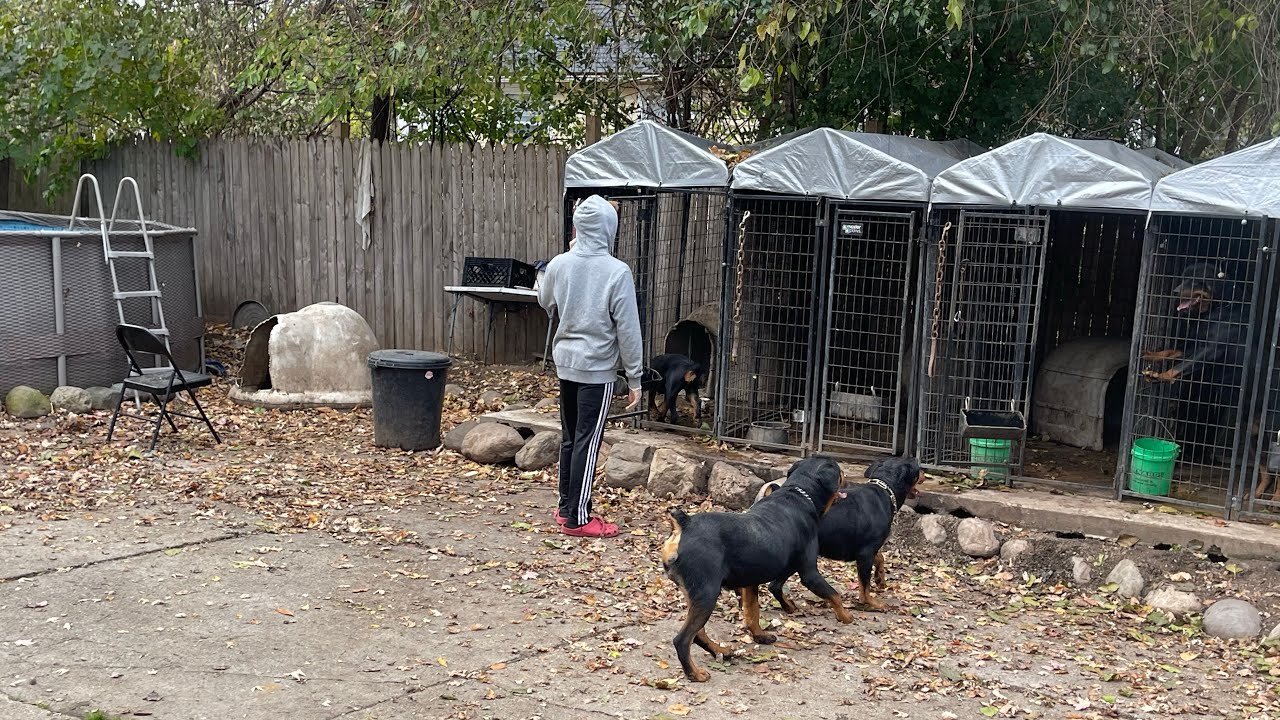 Dog Run Rott Rottweiler dog run - YouTube